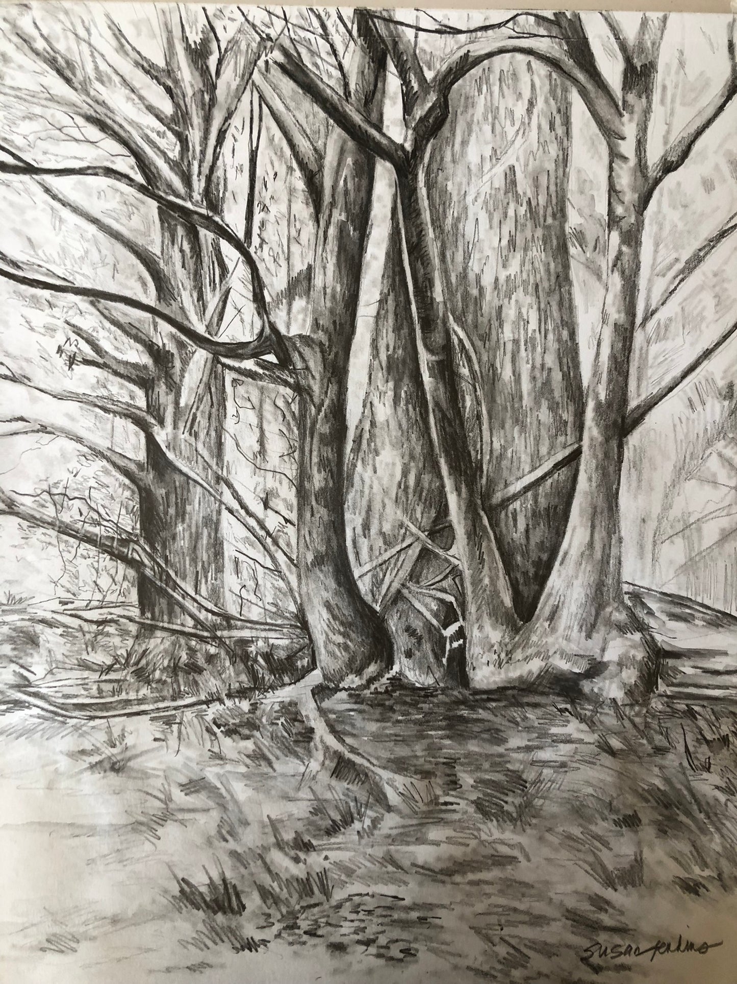 Trees of Woodcliff #2